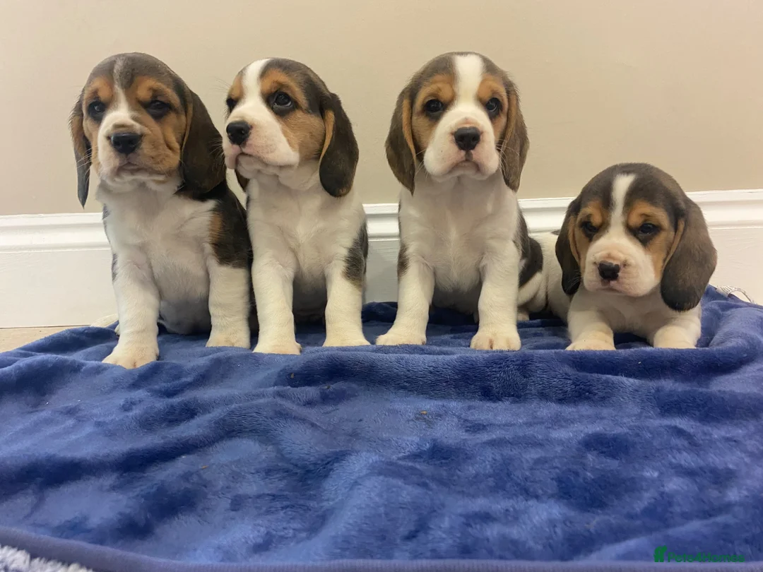 Beagle dogs for sale: Chunky friendly beagles  - Advert 1