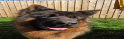 German Longhaired Pointer dogs for stud: 2 years old German Shepherd  - Advert 11