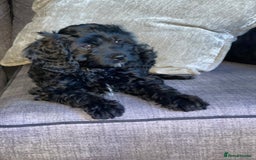 Cavapoo dogs for sale: Adorable Healthy Cavapoo Puppies  - Image 19