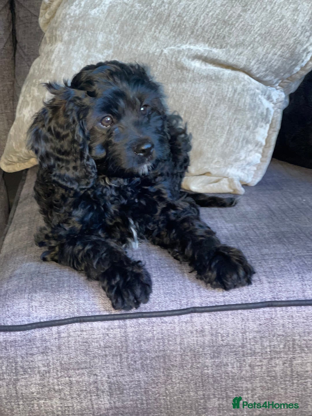 Cavapoo dogs for sale: Adorable Healthy Cavapoo Puppies  - Image 19