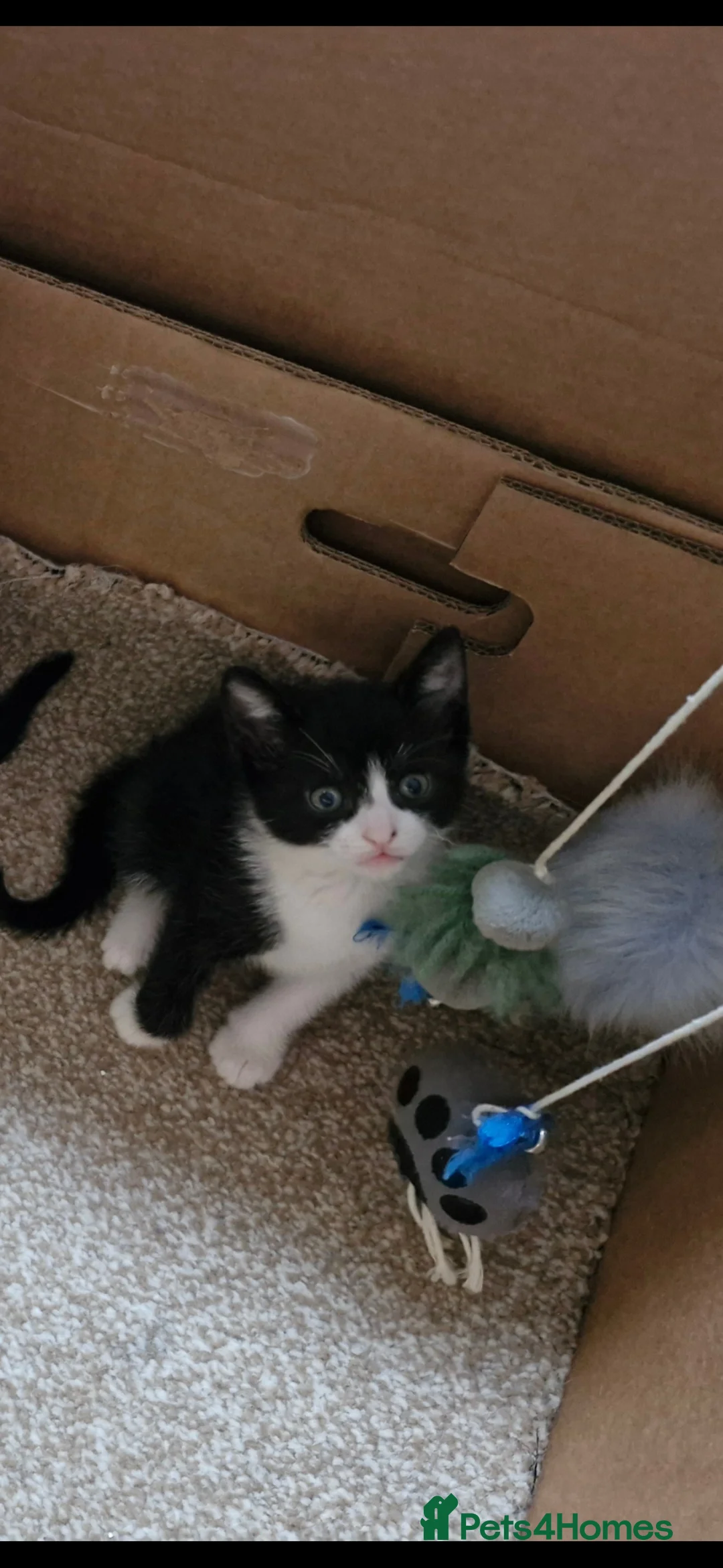 Mixed Breed cats for sale: Kittens black and white - Advert 2
