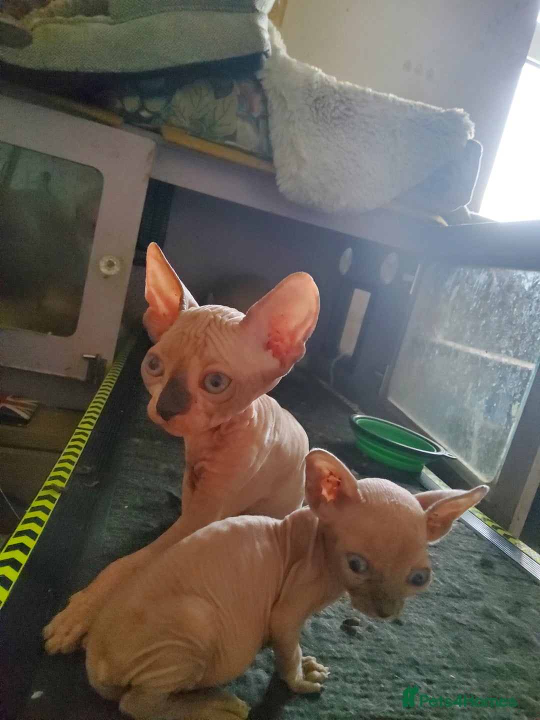 Sphynx cats for sale: I would like a girl and a boy in one family. - Image 9