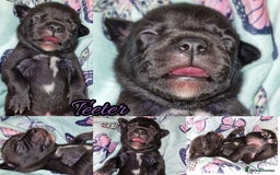 Staffordshire Bull Terrier dogs for sale: Are You Ready To Meet Your New Bestfriend? 🐾 - Image 4