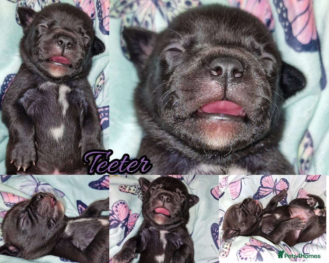 Staffordshire Bull Terrier dogs for sale: Are You Ready To Meet Your New Bestfriend? 🐾 - Image 4