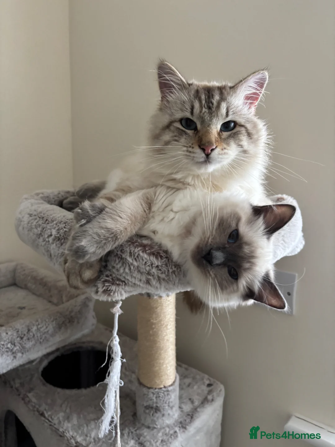 Mixed Breed cats for sale: Ragdoll x Siberian Neva Masquerade Kittens in Truro - Advert 8