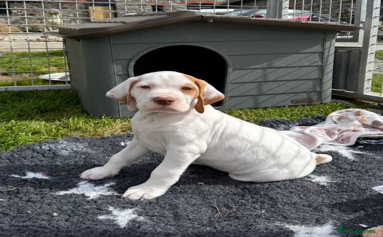 Pointer dogs - Advert 1