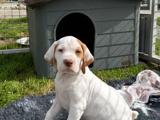 Pointer dogs - Advert 2