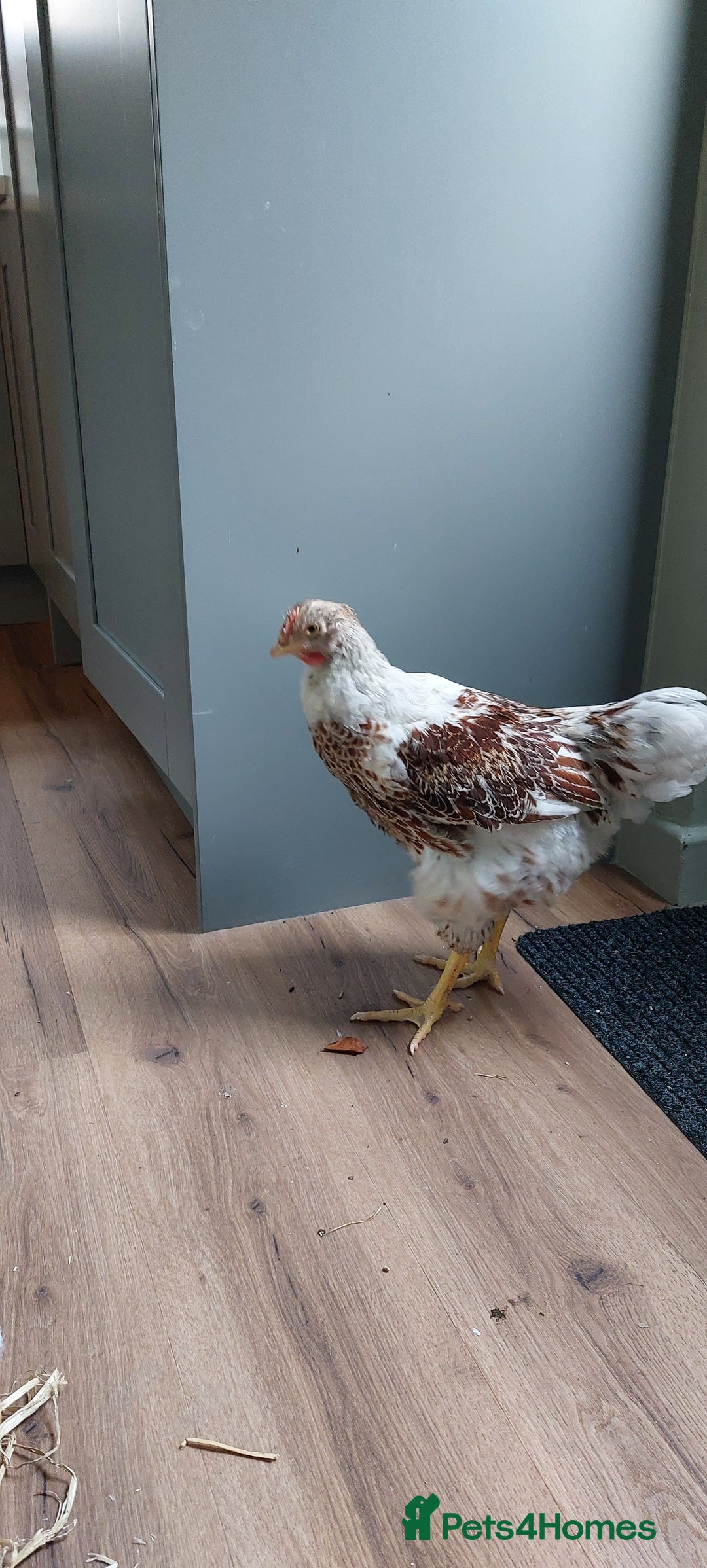 Chickens poultry for sale: Buff laced wyandotte cockeral  - Advert 4