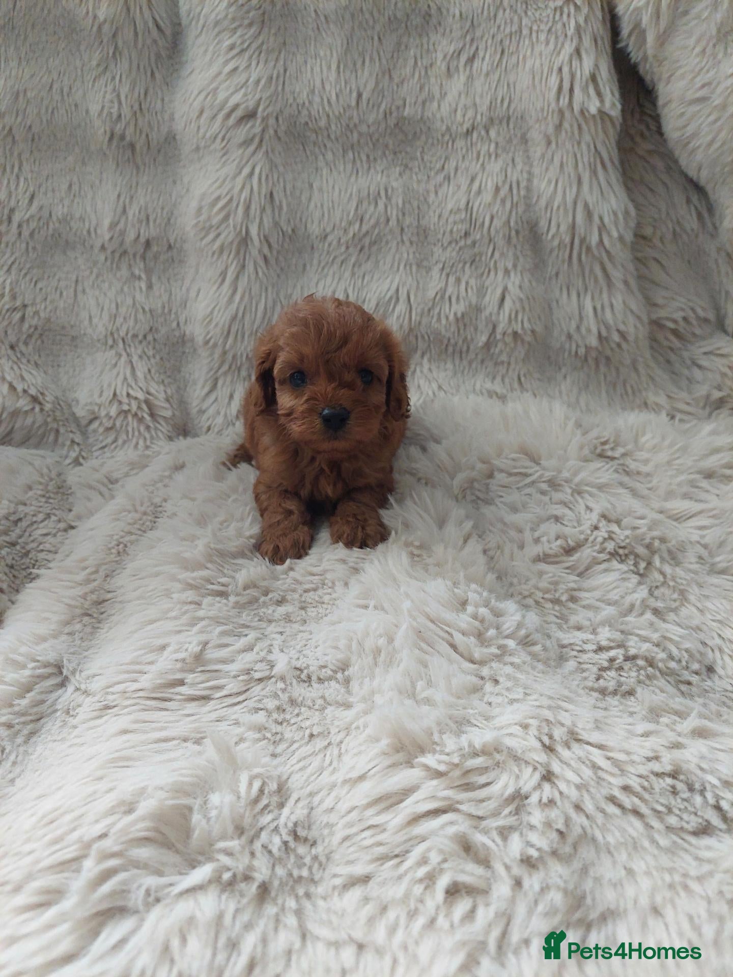 Cavapoo dogs Cavapoo puppies - Advert 3