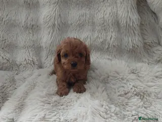 Cavapoo dogs Cavapoo puppies - Advert 5