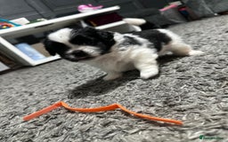Mixed Breed dogs for sale: 6 beautiful Shih Tzu/Pomerianian puppies !  - Image 11