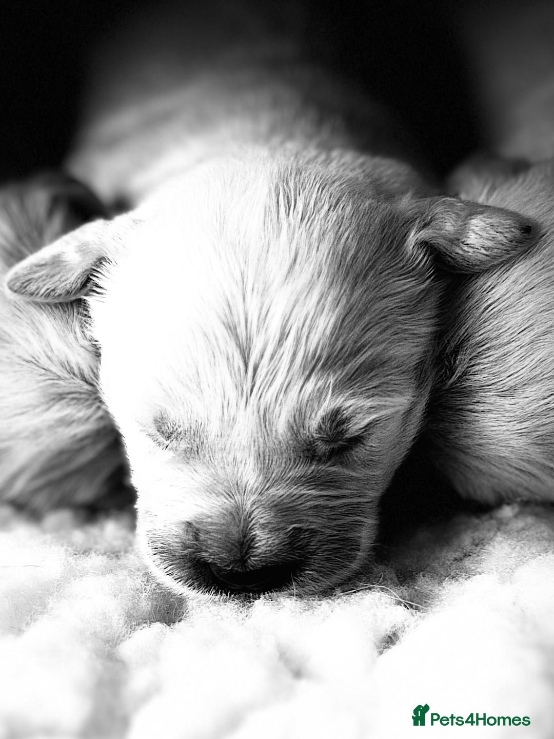 Golden Retriever dogs for sale: 1 Gorgeous Boy Available  - Image 12