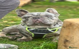 French Bulldog dogs for sale: 🩵 Cuddly Frenchie for Forever Home 🩵 - Image 2