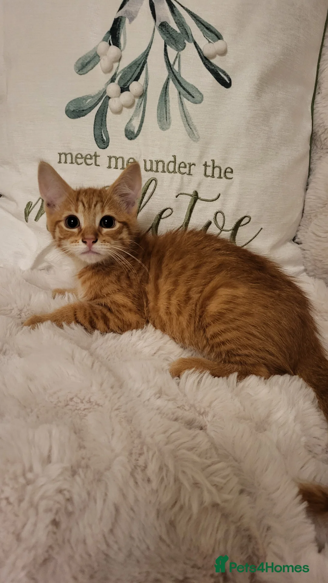 Mixed Breed cats for sale: Kittens READY NOW - Advert 18