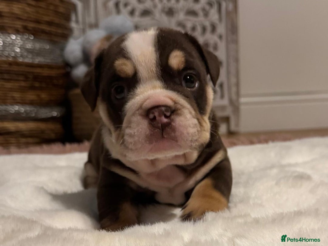 English Bulldog dogs for sale: 💖 5 Adorable English bulldog puppies 💖 - Image 18