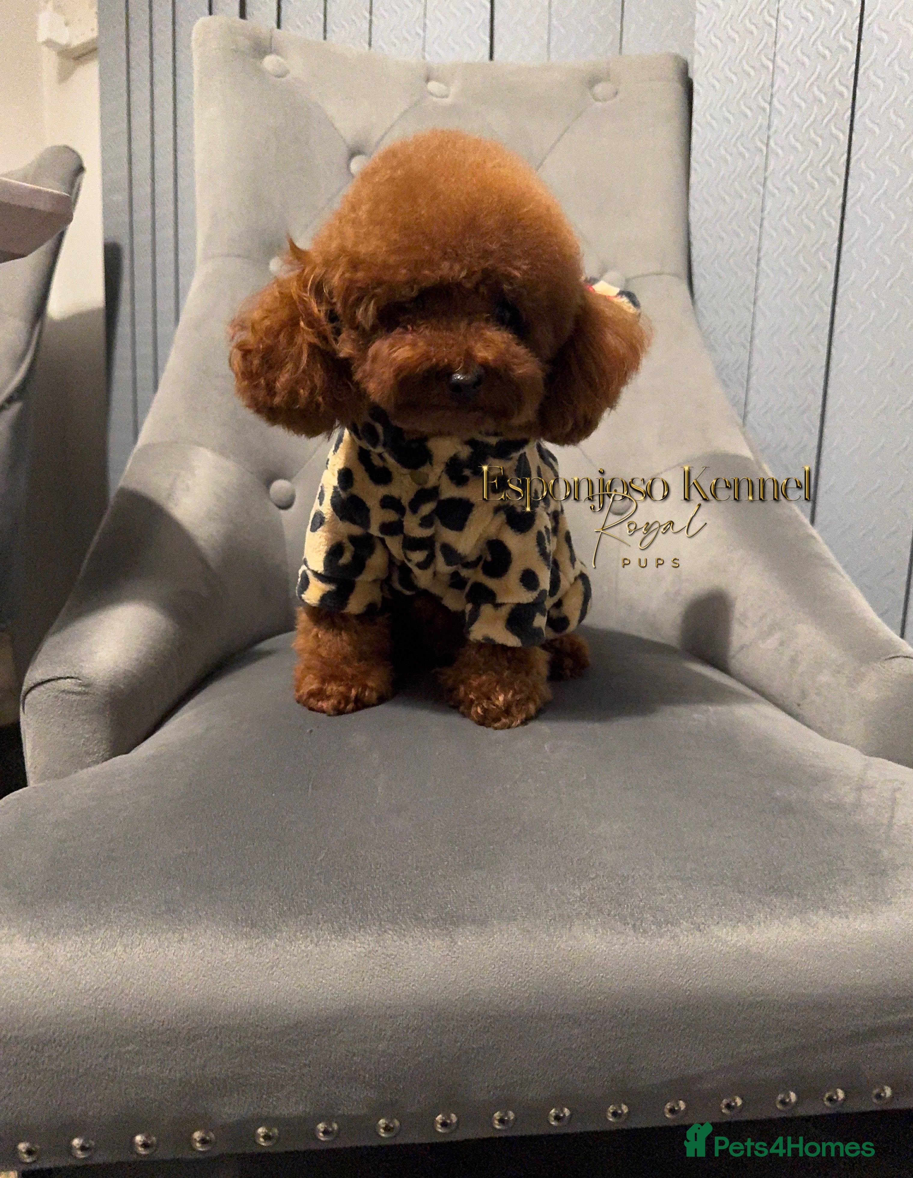 Toy Poodle dogs 🔥One-in-a-Million teddy Asian toy poodle DNA Stud in Thetford - Advert 2