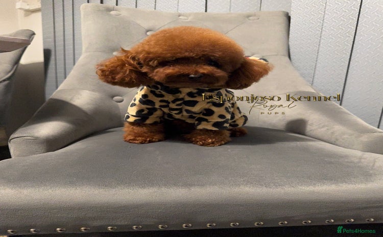 Toy Poodle dogs in Thetford - Advert 1