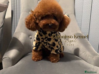 Toy Poodle dogs in Thetford - Advert 1