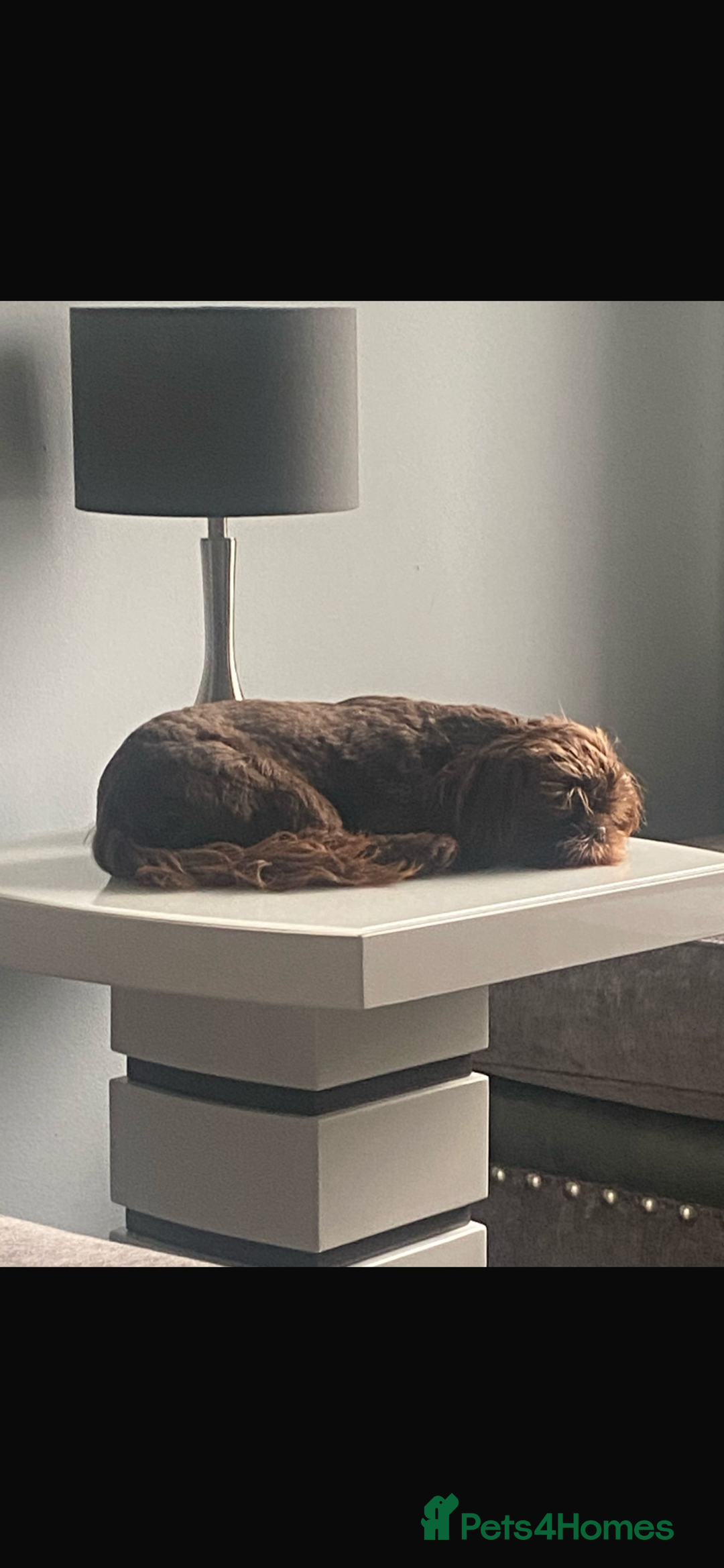 Shih Tzu dogs for sale: Chocolate Imperial Shih-Tzu Puppy - Image 5