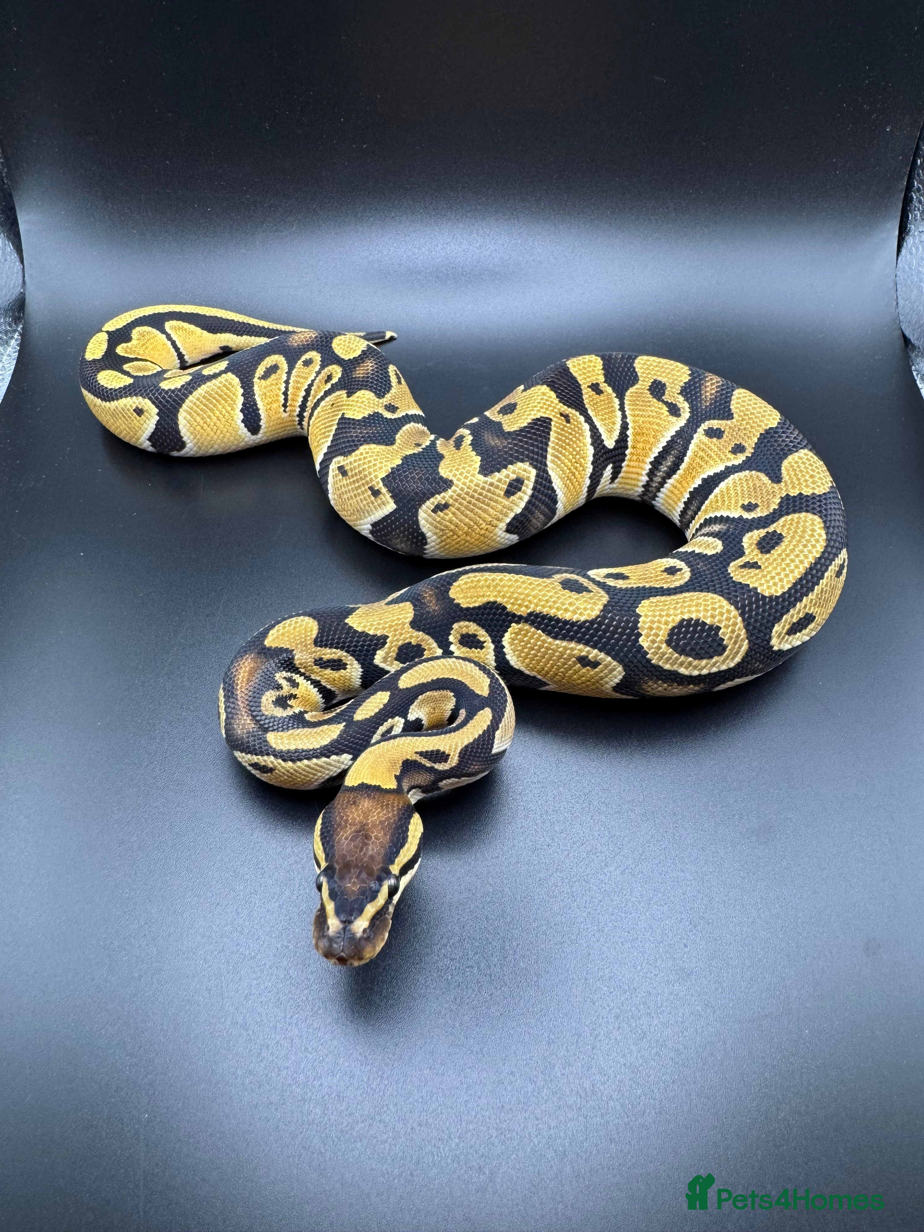 Python Snake reptiles Female Orange Dream het Clown - Advert 3