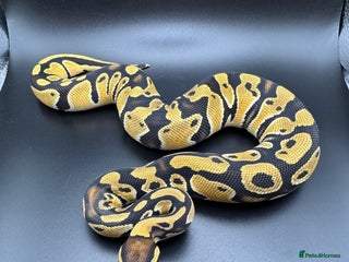 Python Snake reptiles Female Orange Dream het Clown - Advert 3