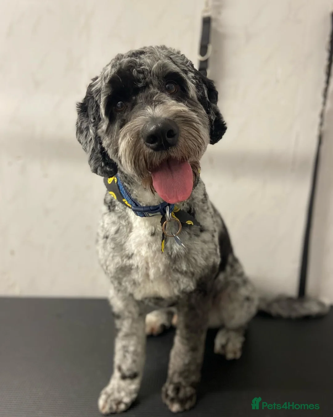 Cockapoo dogs for stud: Blue Merle Cockapoo for stud in Swadlincote - Advert 2