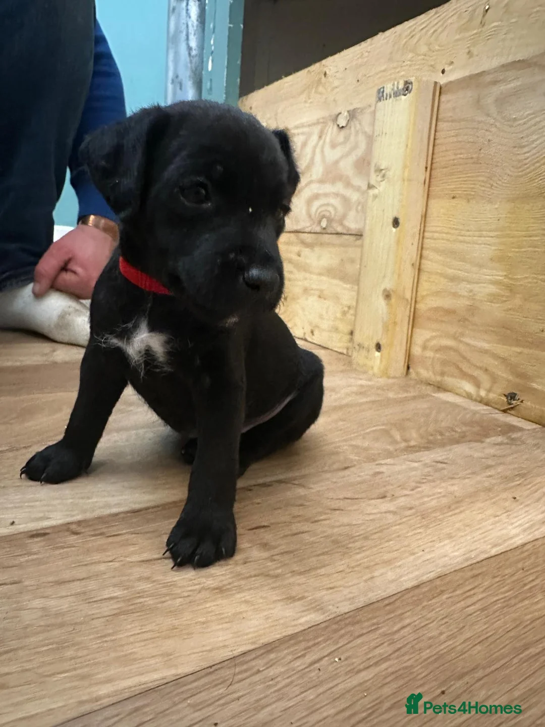 Patterdale Terrier dogs for sale: Docked Patterdale Black Puppies  - Advert 18