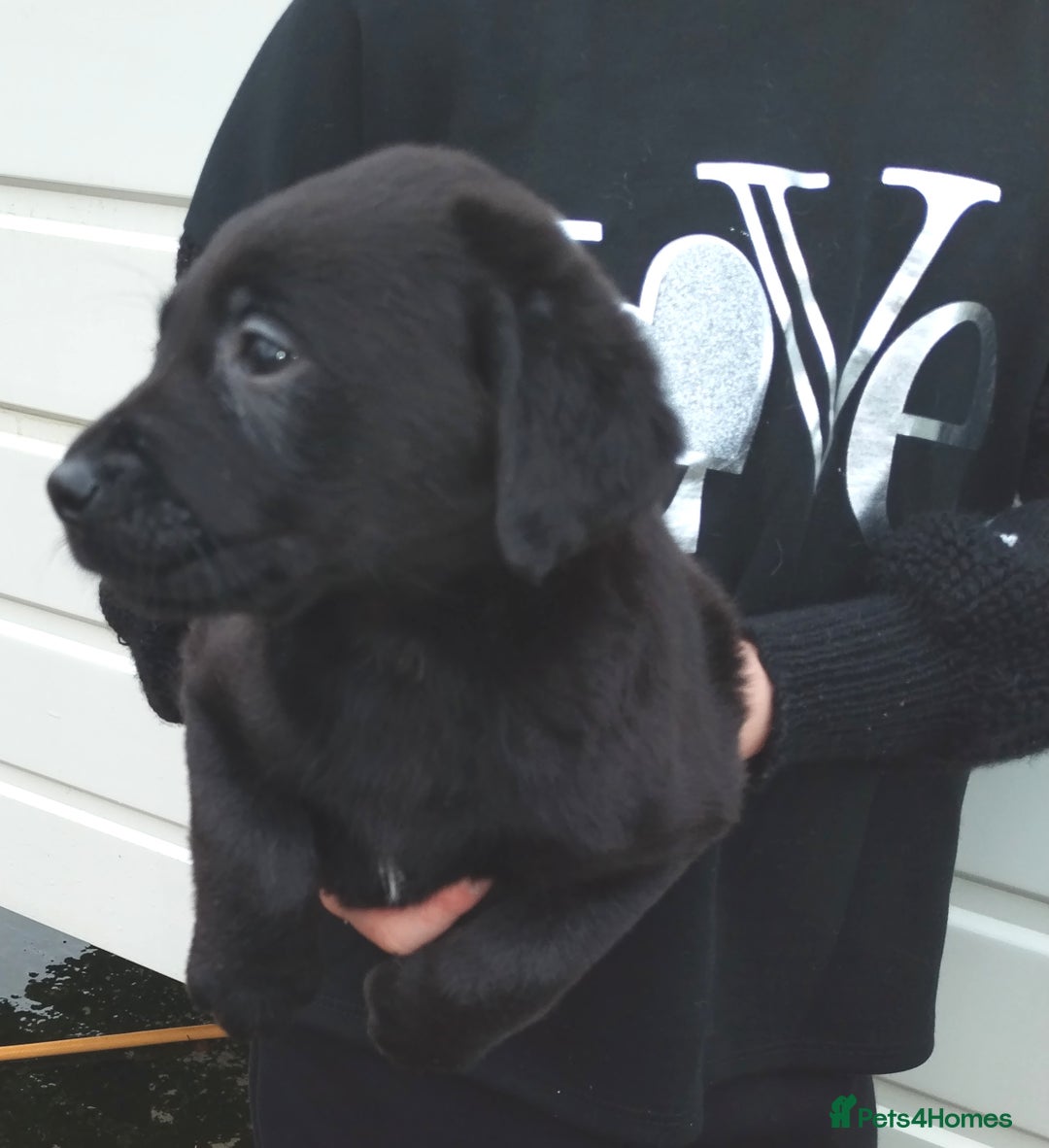 Labrador Retriever dogs for sale: Labrador puppies  - Advert 14