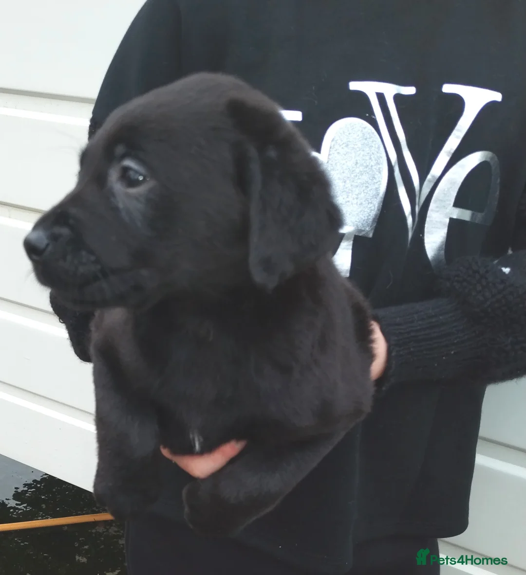 Labrador Retriever dogs for sale: Labrador puppies  - Advert 8
