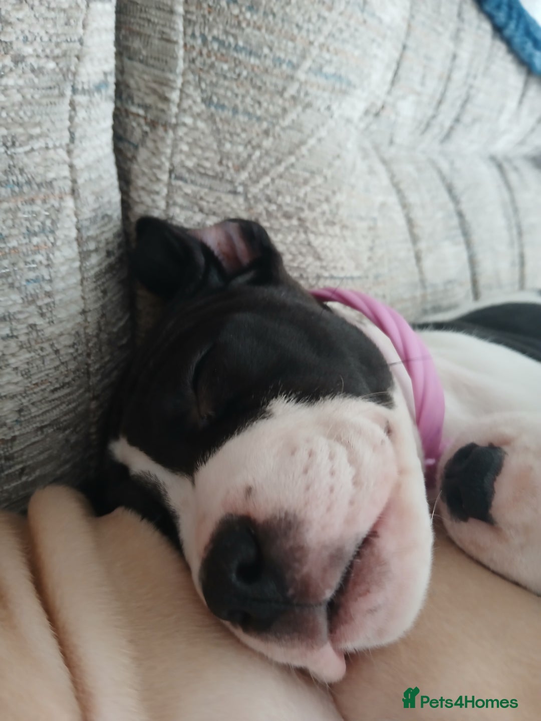 Mixed Breed dogs for sale: Puppies for sale  - Advert 13