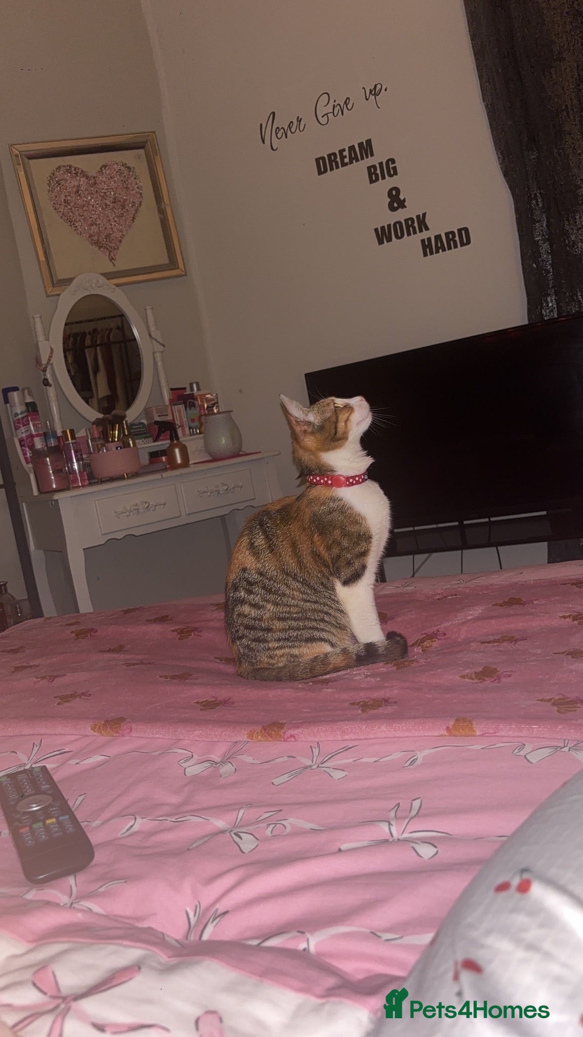 Mixed Breed cats Female Mixed breed. - Advert 1