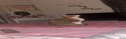 Mixed Breed cats for sale: Female Mixed breed. - Advert 1