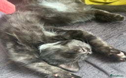 Mixed Breed cats for sale: Three lovely mixed breed kittens - Image 6