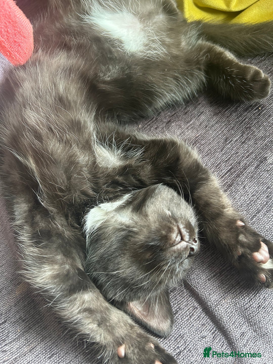 Mixed Breed cats for sale: Three lovely mixed breed kittens - Image 6