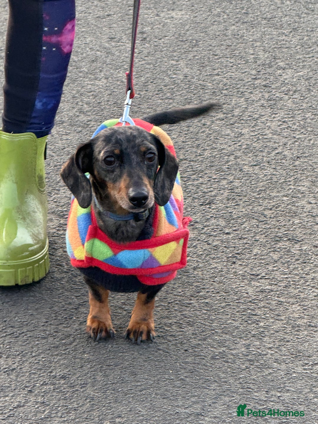 Miniature Dachshund dogs for sale: Adult Blue Dapple Boy - Advert 3