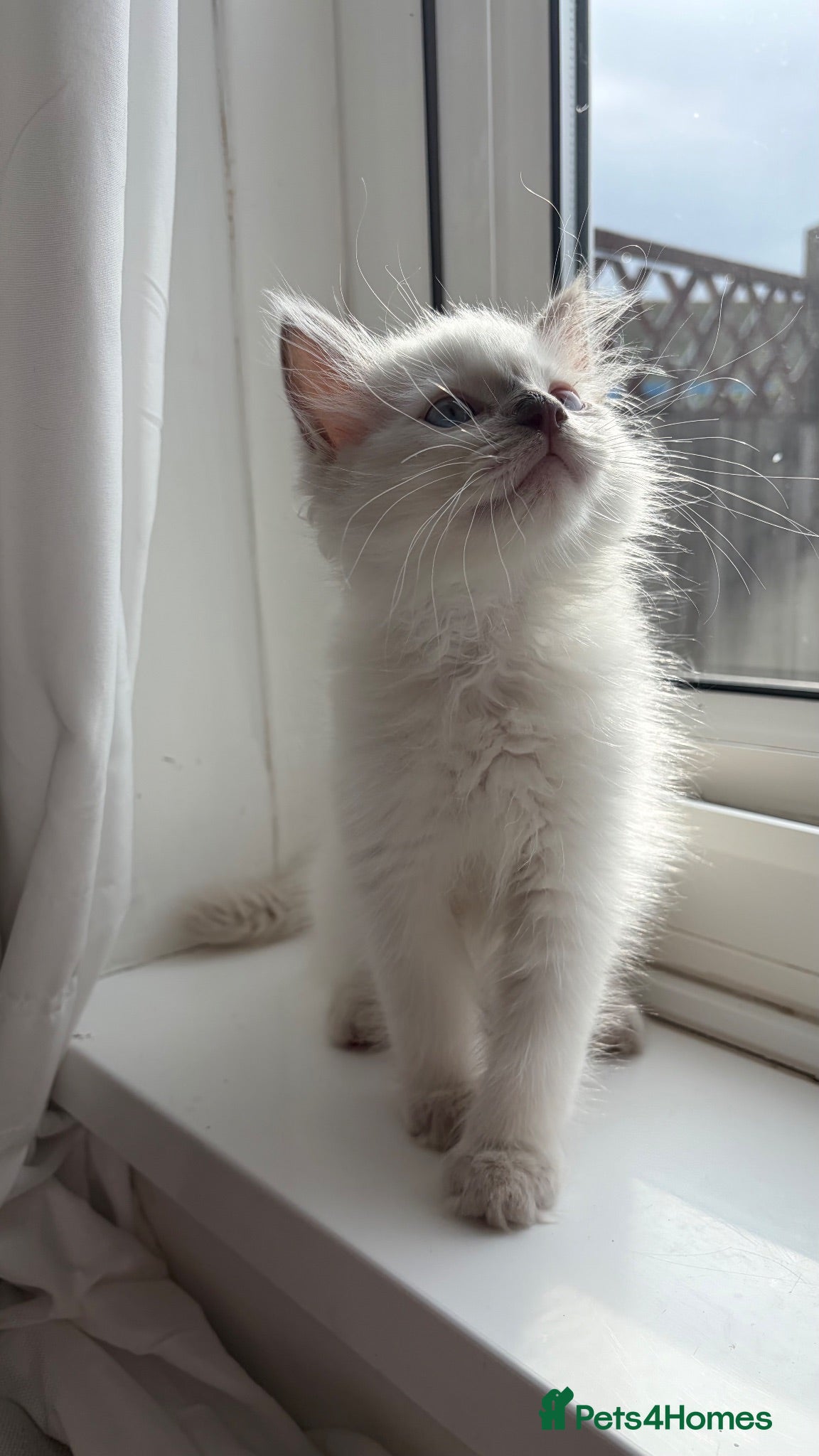 Ragdoll cats 1 male ragdoll left ready now - Advert 17