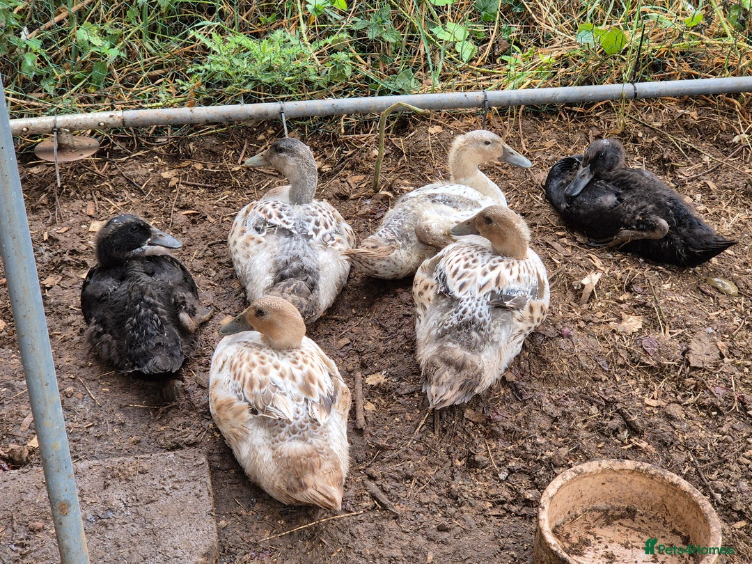 Ducks poultry for sale: Runner ducklings - Image 2