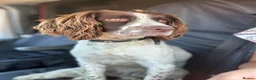 Sproodle dogs for sale: Rare Merle Sroodles Ready To Leave  - Advert 8