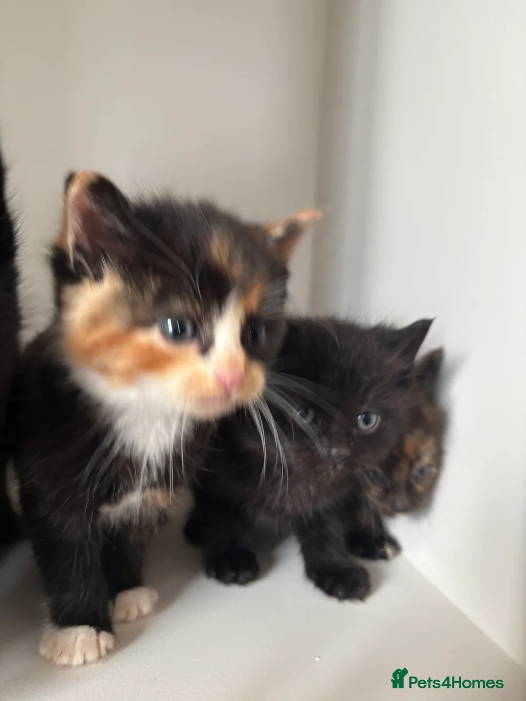 Ragdoll cats for sale: Kittens  - Advert 6