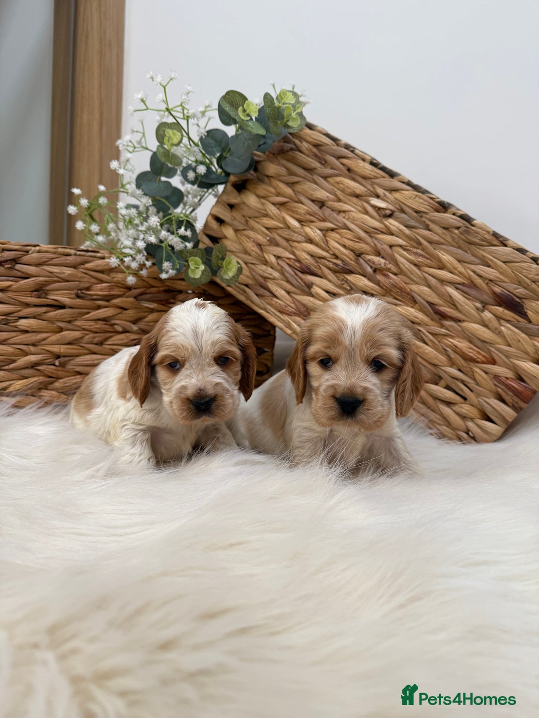 Cocker Spaniel dogs for sale: Quality Health Tested KC Reg Show cocker spaniels  - Advert 26