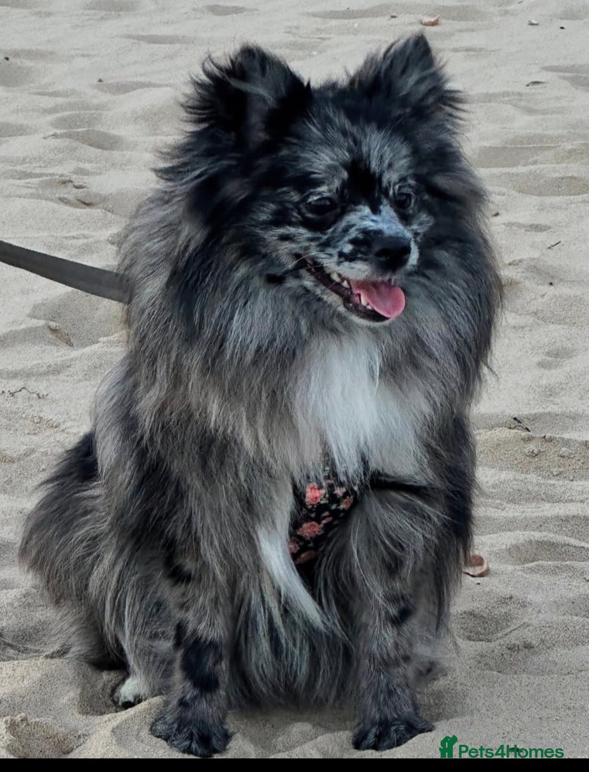 Pomeranian dogs Pomeranian  - Advert 1