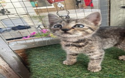 Mixed Breed cats for sale: 2 beautiful kittens  - Image 3