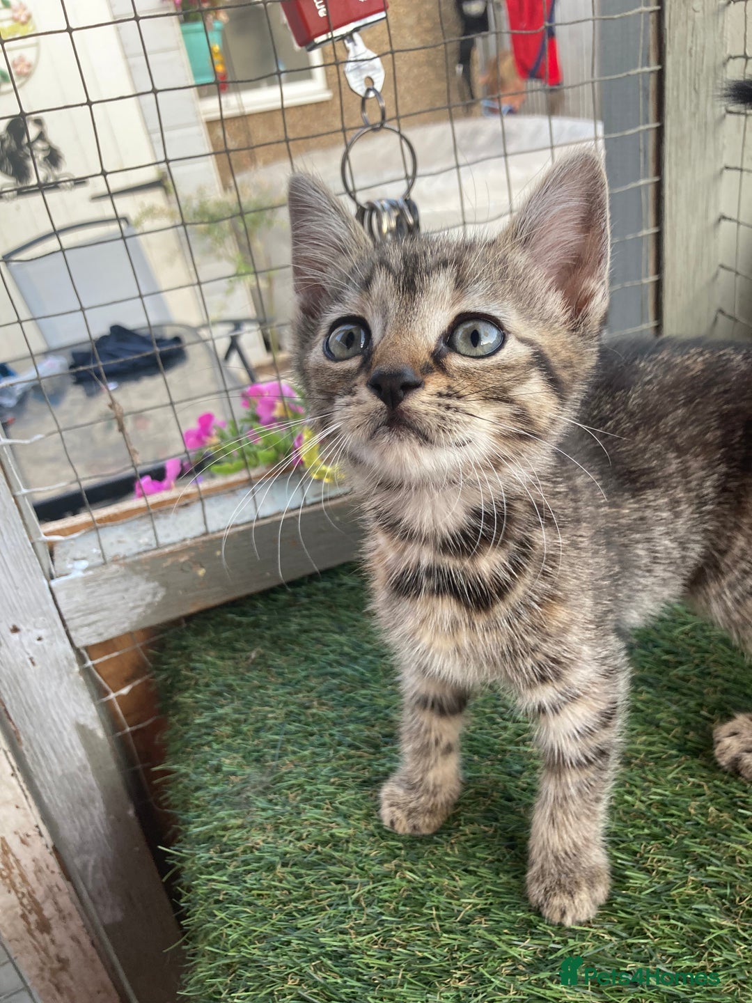 Mixed Breed cats for sale: 2 beautiful kittens  - Image 3