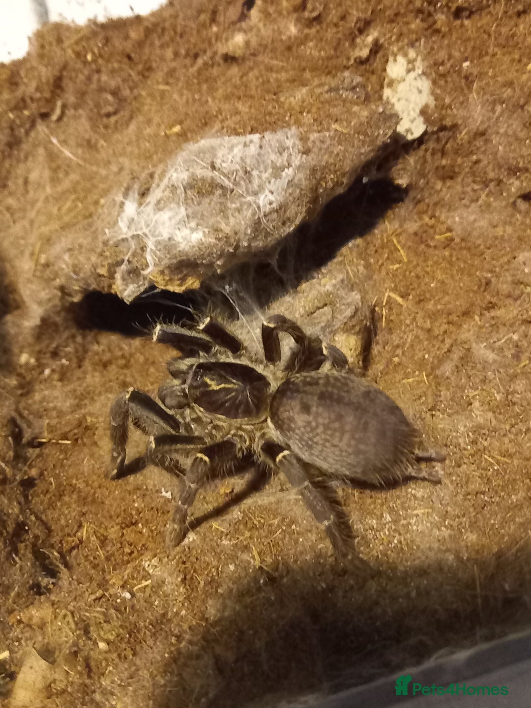 Tarantulas invertebrates for sale: Various T's FOR SALE!  - Advert 3