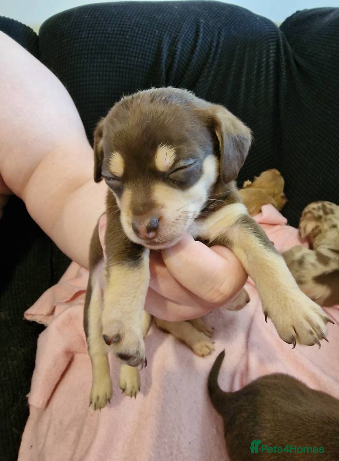 Chiweenie dogs for sale: 6 Chihuahua/Minature Dacshund Pups Ready to leave - Image 8