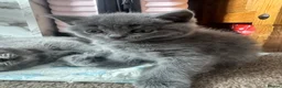 British Shorthair cats for sale: Beautiful British blue babies  - Advert 2
