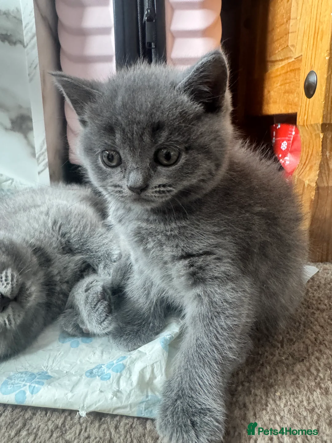 British Shorthair cats for sale: Beautiful British blue babies  - Advert 2