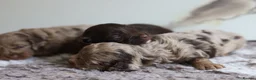 Cavapoo dogs for sale: F1 rare chocolate/choc Merle Cavapoo pups - Advert 18