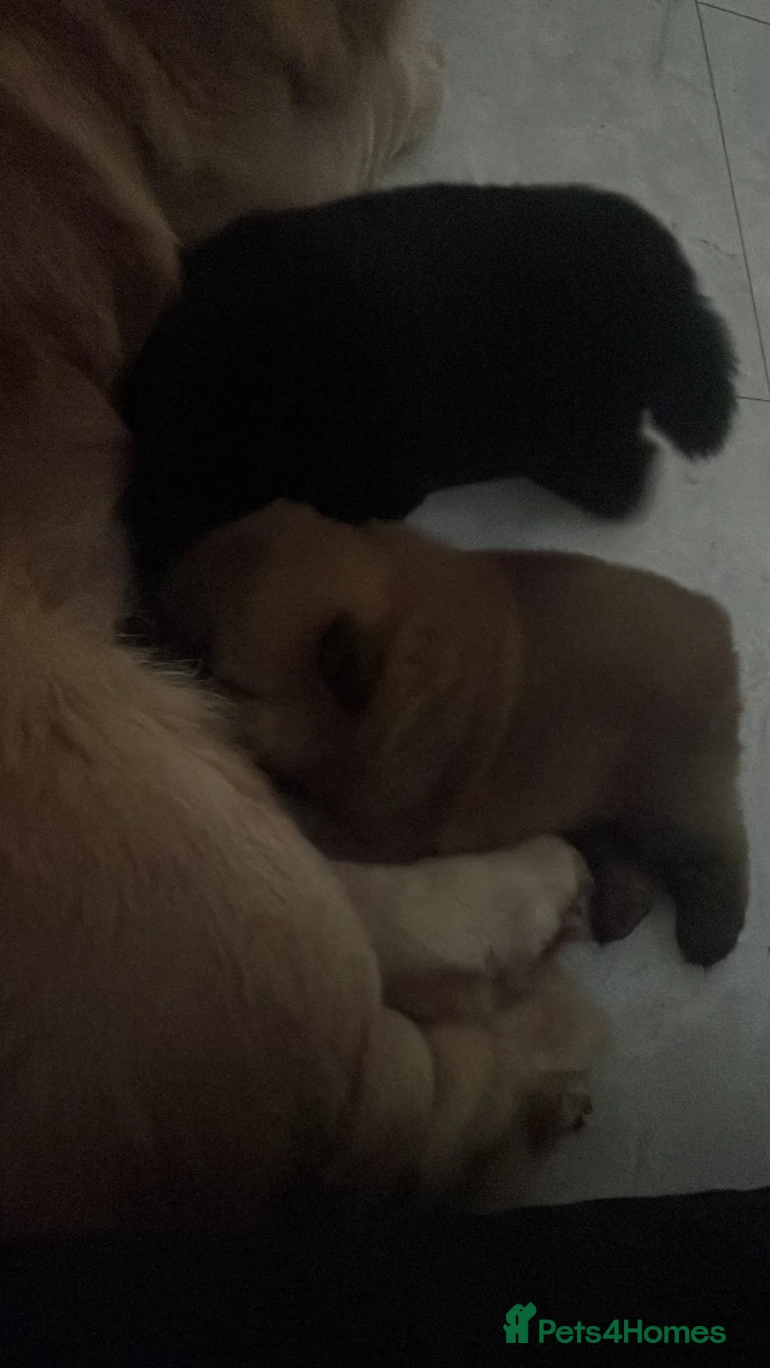 Chow Chow dogs for sale: Black and brown male chow chows  - Advert 2