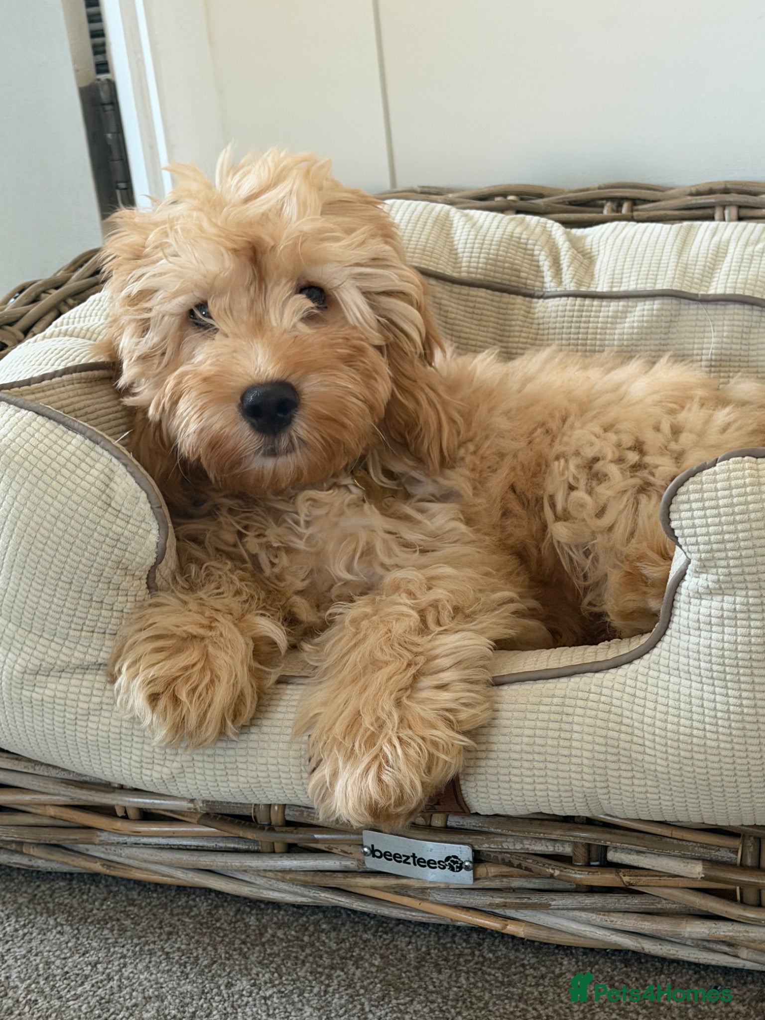 Cockapoo dogs for sale: 7 month old cockapoo boy - please read  - Advert 4